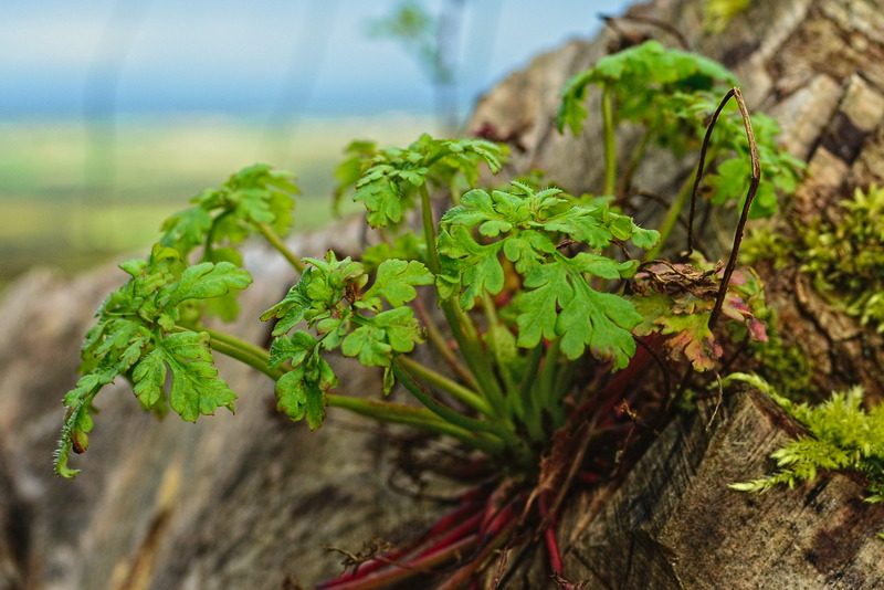 Neues Leben auf Baumstumpf